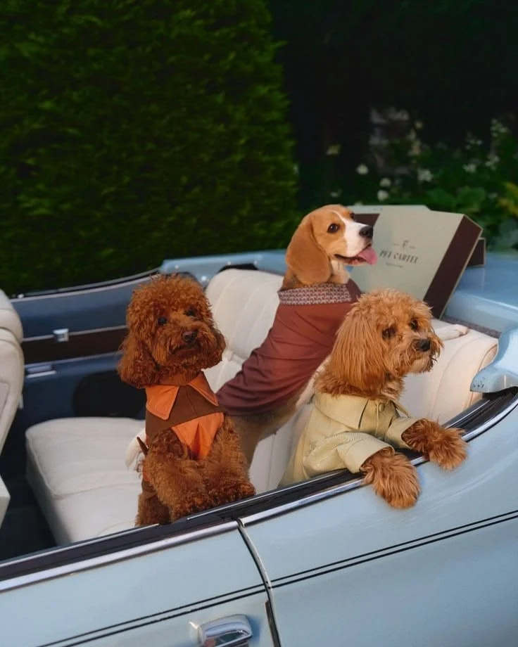 Tres perros viajando juntos en un automóvil