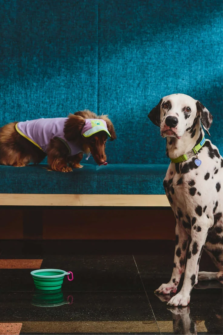 Dos perros descansando en un sofá azul